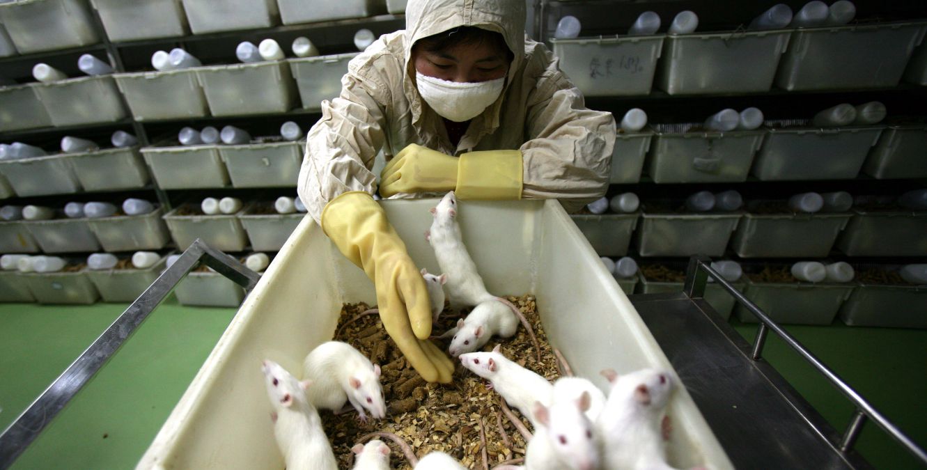 The Perspective on Animal Testing The Perspective