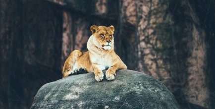 lion on a rock at a us public zoo